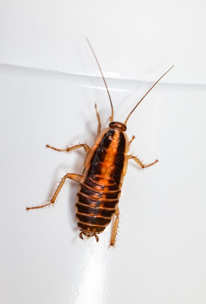 cockroach on white surface