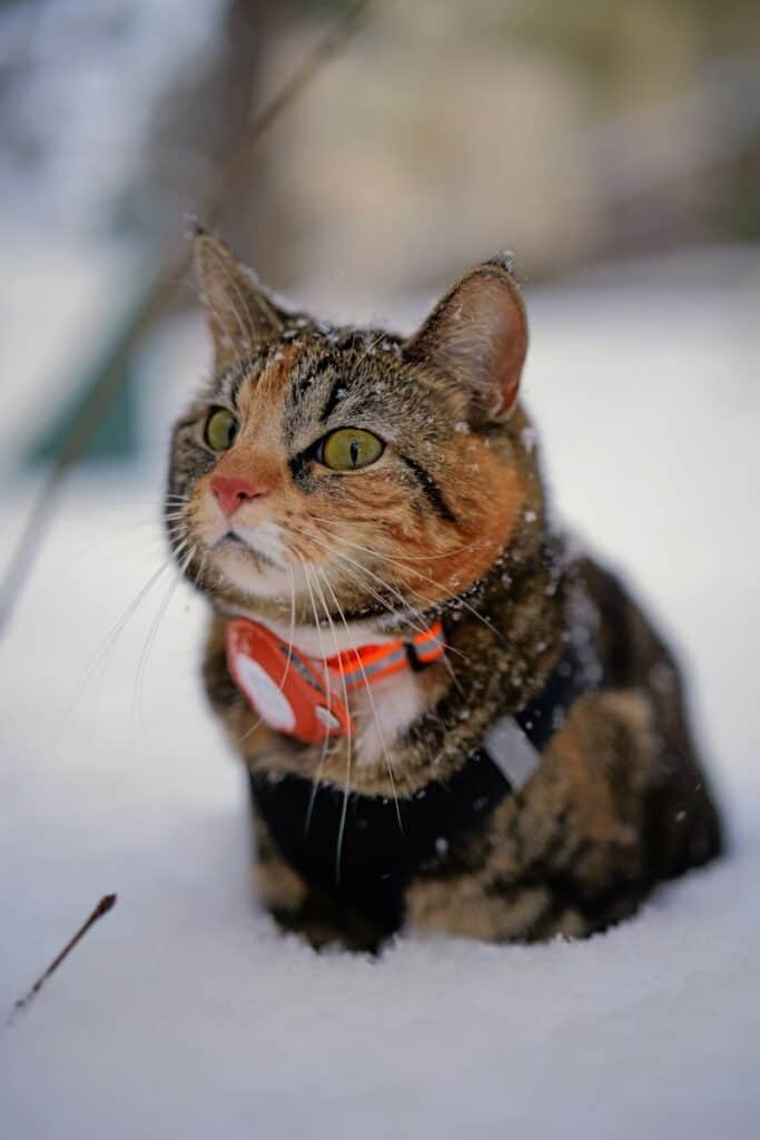 a cat sitting in the snow wearing a collar