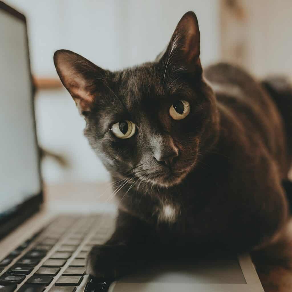 Why Does My Cat Bite My Laptop? 8 Black Cat On Laptop Palmrest