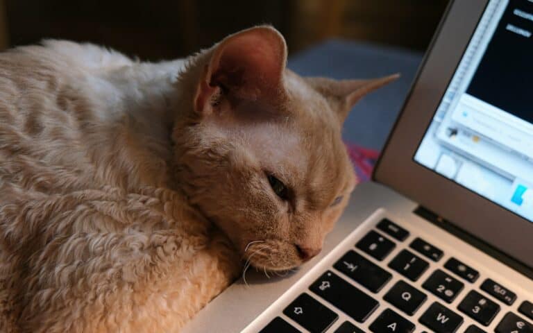 Why Does My Cat Bite My Laptop?